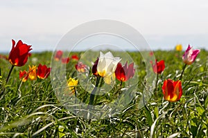 White, red and pink wild tulips on a sunny windy day in the steppe.