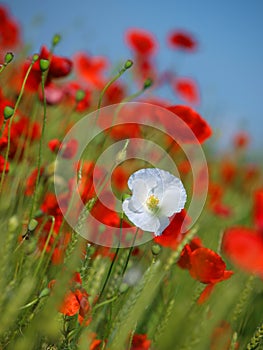 White and red poppy flowers in the middle of a wheat field.