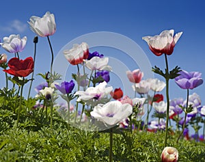 Biely a purpurová kvetina 