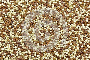 White and red quinoa