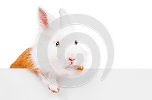 A white-red rabbit holding an empty sign isolated on a white background