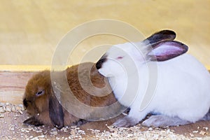 White and red rabbit