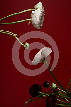 White and red ranunculus flowers on ted background