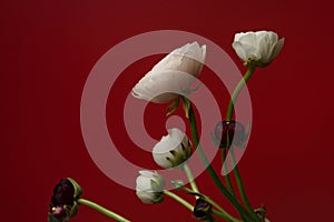 White and red ranunculus flowers on ted background