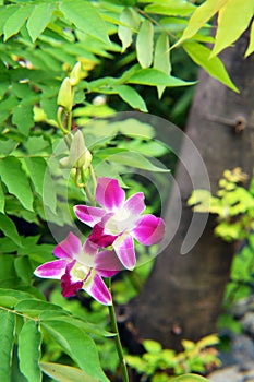 White-red rare orchid