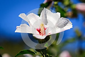 White and Red Rose of Sharon Bloom