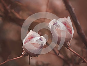 White-red Roses on a brown-red background after a rain with drops of water. Close-up. Floral background.