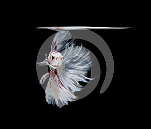 White and red siamese fighting fish, betta fish isolated on Black background.Crowntail Betta in Thailand.