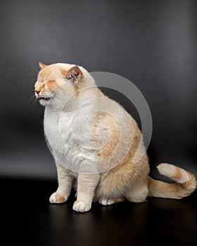 white red sick cat with lowered sore ears