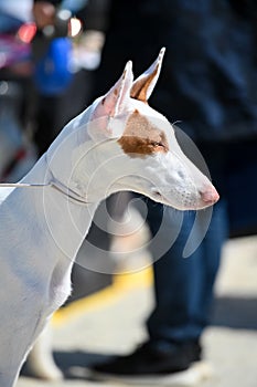 White with red spot smooth Ibizan Hound Podenco Ibicenco  dog profile portrait close-up