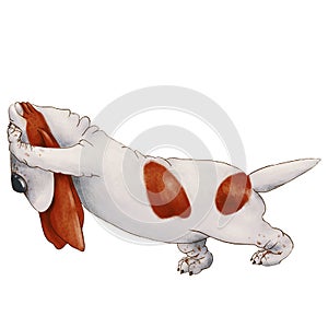 White with red spots dog breed Basset Hound pushing something. isolated on white background