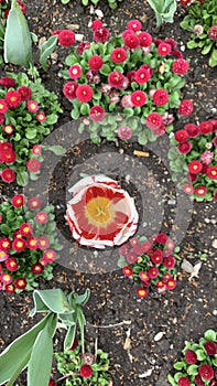 White and red spring tulip