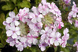 White with Red Stripes Trailing Verbena Flowers