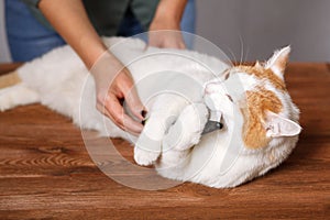 White-red sweet cat holding a comb. Combing domestic cats. The concept of pet care