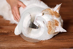 White-red sweet cat holding a comb. Combing domestic cats. The concept of pet care