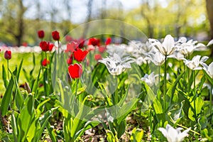 Red and white tulips on blurred green meadow background, springtime concept. Nature and flowers