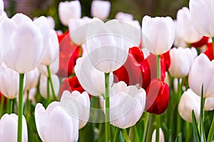 White and  Red Tulips flower, beautifuly flower in garden plant