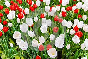 White and  Red Tulips flower, beautifuly flower in garden plant