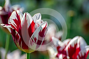 White and red tulips flowers in park.