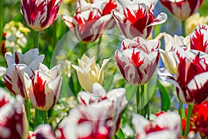 White and red tulips flowers in park.