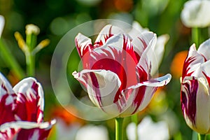 White and red tulips flowers in park.