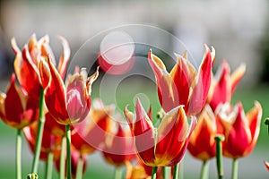 White and red tulips flowers in park.