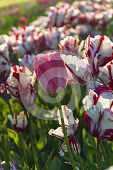 White and red tulips in holland