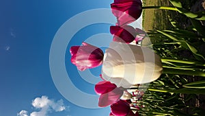 White and red tulips lined up in a field. Vertical Video