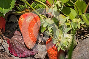 White-red unripe strawberry close up. Unripe strawberries with f