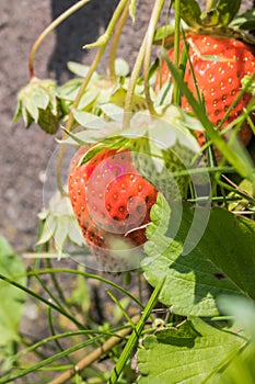 White-red unripe strawberry close up. Unripe strawberries with f
