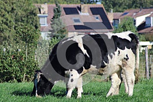 White Red of White black Frysian Holstein cows on a meadow