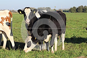 White Red of White black Frysian Holstein cows on a meadow