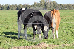 White Red of White black Frysian Holstein cows on a meadow