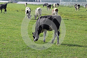 White Red of White black Frysian Holstein cows on a meadow