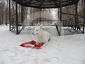 White and red