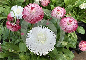 White and red wild flowers background