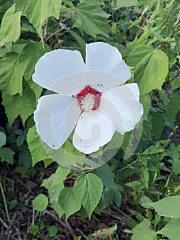 White and Red Wildfowers Found in Ohio