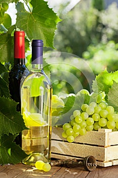 White and red wine bottle, glass, vine and grapes