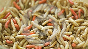 White and Red Worms Crawling