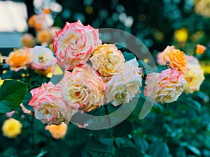 White red yellow roses flowers blooming inside Elizabeth Park