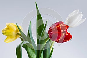 White Red Yellow Tulip