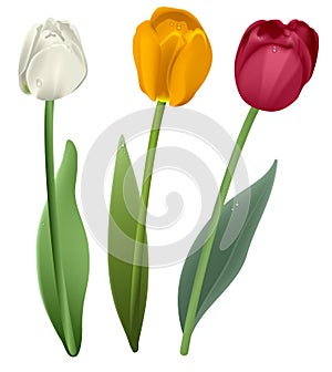 White, red and yellow tulip flower