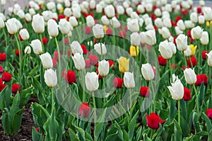 White red and yellow tulips grow in the city flower bed.Selective focus, background