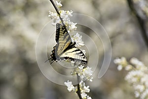 White Redbud Blossom with Eastern Swallowtail