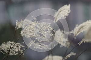 White reed fluff.