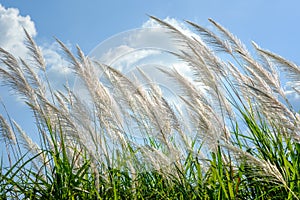 Reed sway in the wind photo