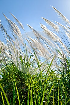 Reed sway in the wind