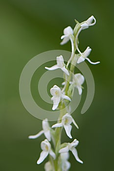 White Rein Orchid photo