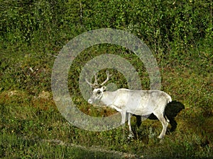 White reindeer at a forest border