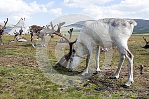Reindeer and Tepee in Northern Mongolia photo